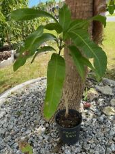 Tall mallika mango for sale  Cape Coral