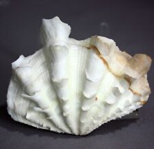 Tridacna squamosa clam for sale  Purcellville