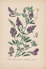 Lucerne (Medicago Sativa) Chromo-Lithographie From 1891 Alfalfa for sale  Shipping to South Africa