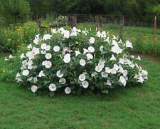 Datura inoxia toloache usato  Torino