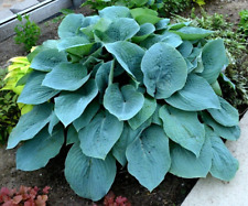 Used, 20 BLUEBERRY MUFFIN HOSTA SEEDS for sale  Shipping to South Africa