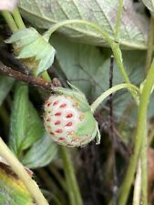 Pineberry strawberry plants for sale  Knox