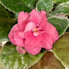 African violet plant for sale  Monrovia