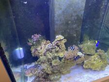 Marine fish tank for sale  CHICHESTER