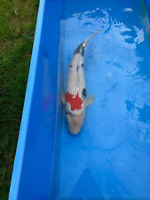 Koi showa ueno for sale  KETTERING