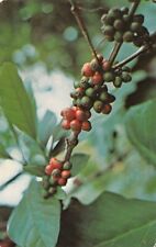 Caf� de Puerto Rico Coffee Beans for sale  Shipping to South Africa