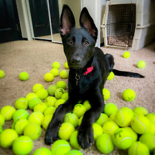 100 used tennis for sale  South Burlington