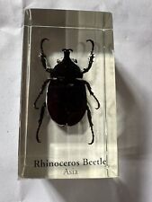 Rhinoceros beetle asia for sale  CONGLETON