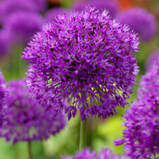Allium purple sensation for sale  PETERBOROUGH