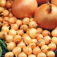 Onion sets giant for sale  BARNSLEY