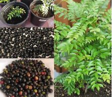 Curry Leaves leaf Seeds Plant Natural Kadi Patta Murraya 10-50 PCs 100% Organic for sale  Shipping to South Africa