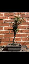plant pot bonsai for sale  Ypsilanti
