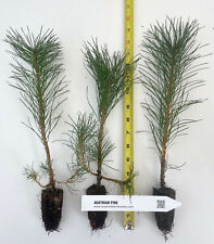 Austrian pine pinus for sale  Albany