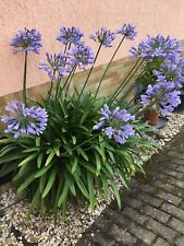 Schmucklilie blau lilie gebraucht kaufen  Simmern/ Hunsrück