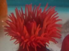 Beadlet anemone red for sale  MORPETH