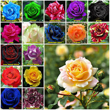 10x rose seeds for sale  WINSFORD
