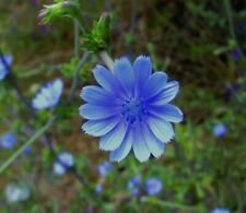 Chicory seeds food for sale  High Point