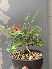 Melograno bonsai mame usato  Italia