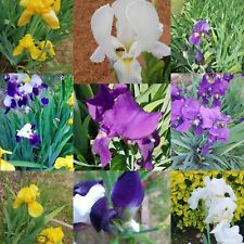Mixed colors irises for sale  Lithia Springs