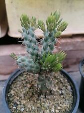 Cylindropuntia imbricata rare for sale  REDRUTH