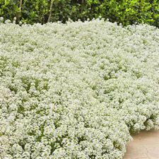 100 seeds alyssum for sale  LONDON