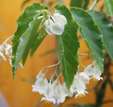 Begonia undulated for sale  Shipping to Ireland