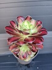 Aeonium pink witch for sale  KILMARNOCK