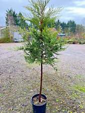 Leylandii 6ft conifer for sale  SPALDING