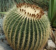 Echinocactus grusonii samen gebraucht kaufen  Deutschland