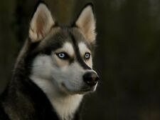 Polarhund schlittenhund husky gebraucht kaufen  Deutschland