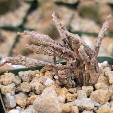 Euphorbia platyclada dead for sale  Fallbrook