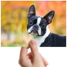 Boston terrier dog for sale  SELBY