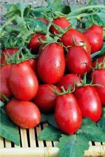100 graines tomate d'occasion  Mantes-la-Jolie