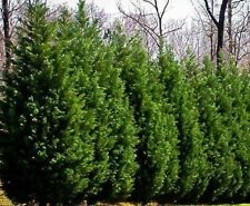 Leyland cypress tree for sale  Mcminnville