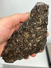 Turritella agate fossil for sale  Shipping to Ireland