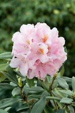Rhododendron bureavii teddy gebraucht kaufen  Westerstede