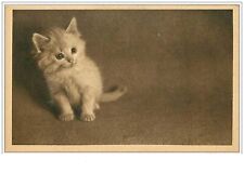Chats. 1786.chaton blanc d'occasion  France