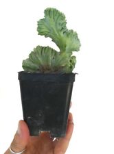 Myrtillocactus geometrizans CRESTED CRESTATE AS8 for sale  Shipping to South Africa