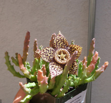 Starfish cactus stapelia for sale  Castaic