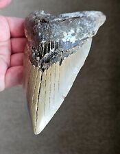 Huge Megalodon Shark 4.87" Tooth Fossil NO RESTORATION, NO REPAIR, Natural Teeth, used for sale  Shipping to South Africa