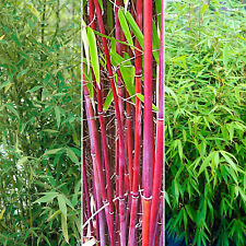 Fargesia bamboo hardy for sale  UK