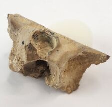 Mosasaur jaw fossil for sale  Rockledge