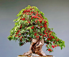 Bonsai pomegranate punica for sale  Miami