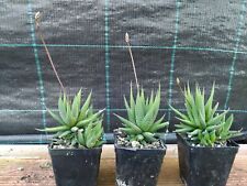 3 Piante Grasse Haworthia Fasciata V Concolor for sale  Shipping to South Africa