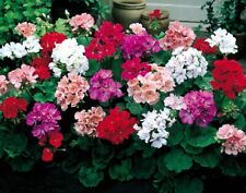 Geranium palladium mixed for sale  DUDLEY