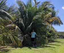 Coconut look like for sale  Maitland