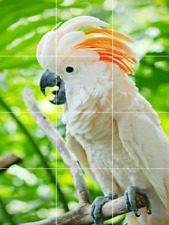 Moluccan cockatoo parrot for sale  Shipping to Ireland