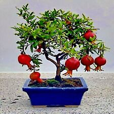 Dwarf pomegranate tree for sale  Lincolnton
