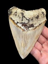 megalodon teeth for sale  BROADSTAIRS