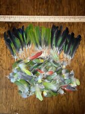 Macaw amazon parrot for sale  Anadarko